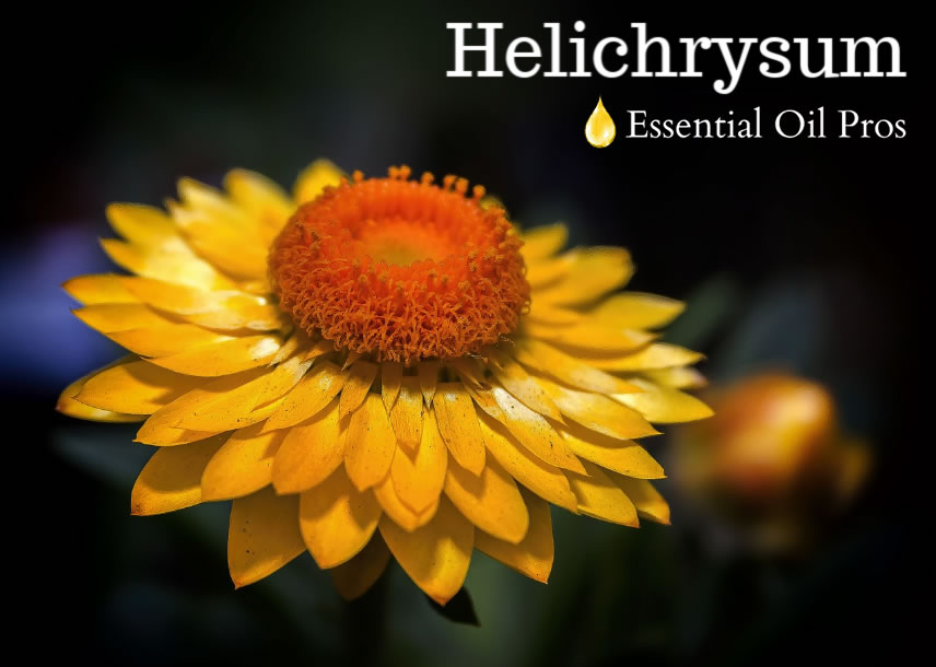 helichrysum