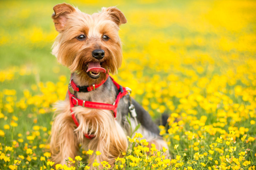 dog in yellow flowers