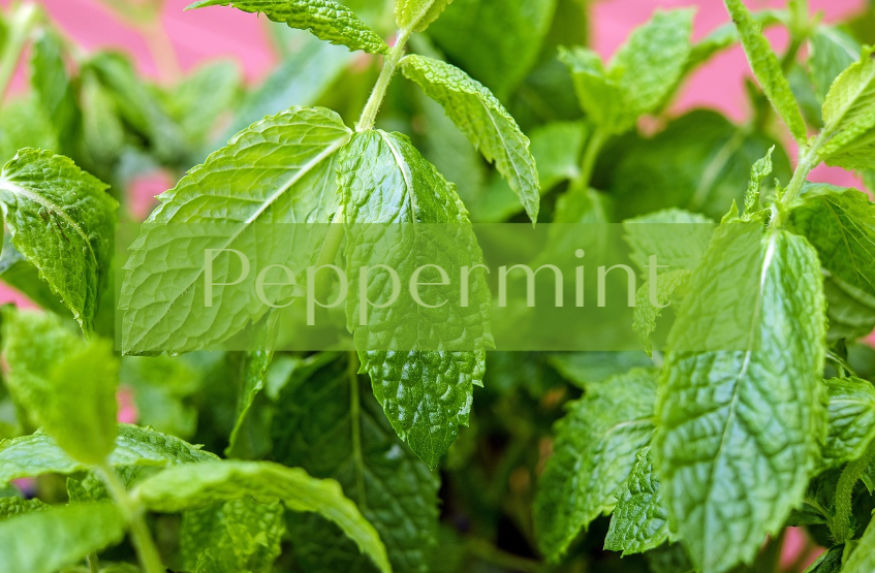 peppermint plant