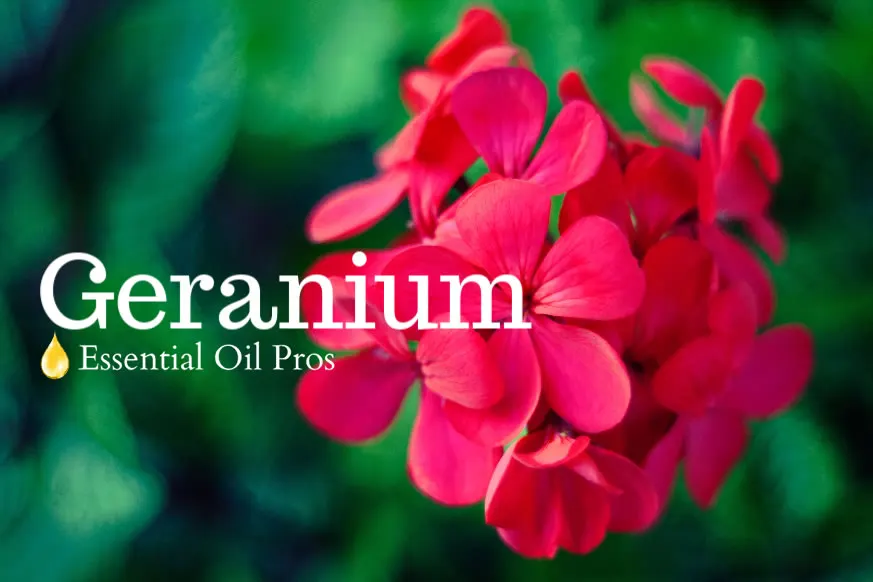 geranium