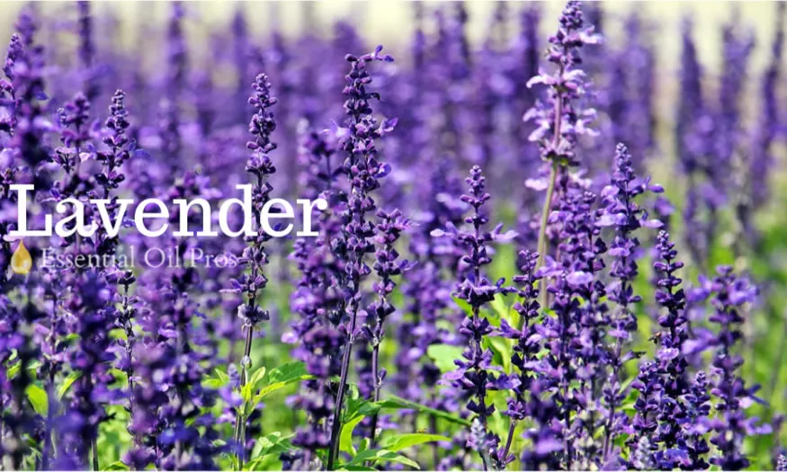 lavender