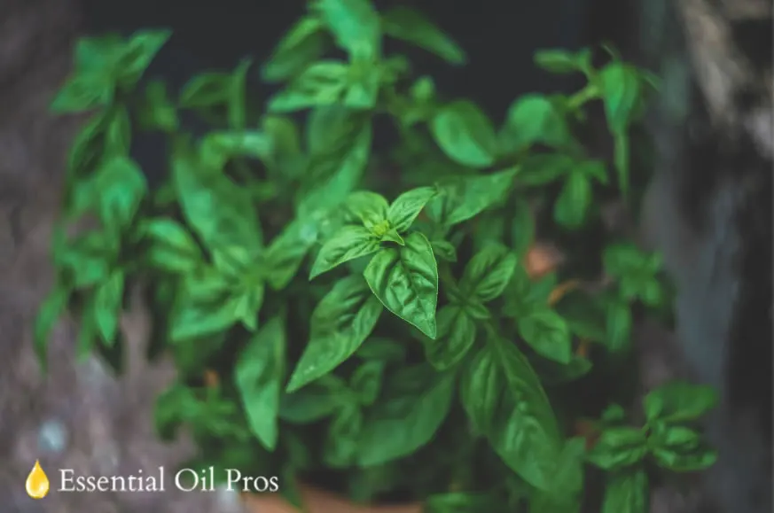 sweet basil