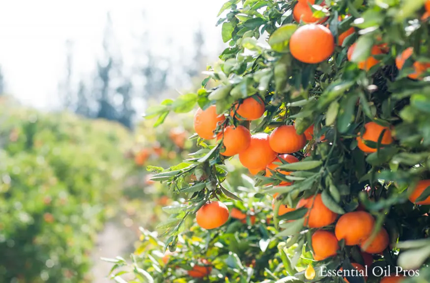 sweet orange