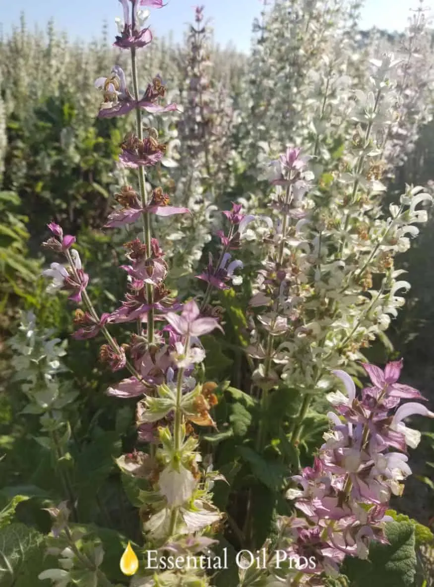 clary sage