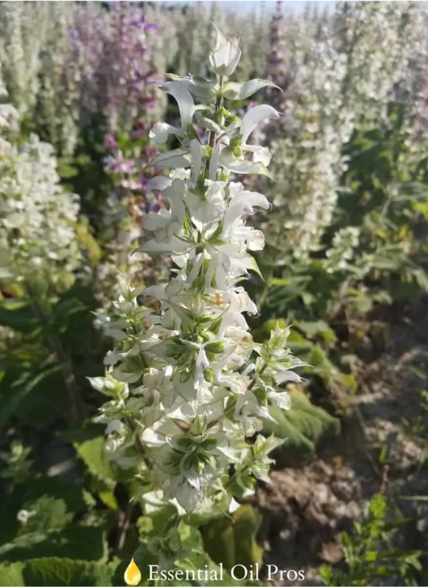 clary sage