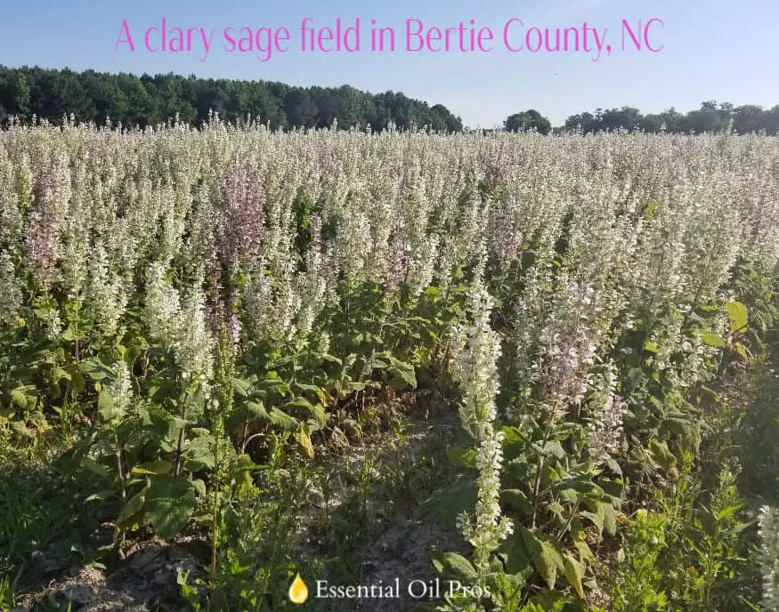 clary sage field