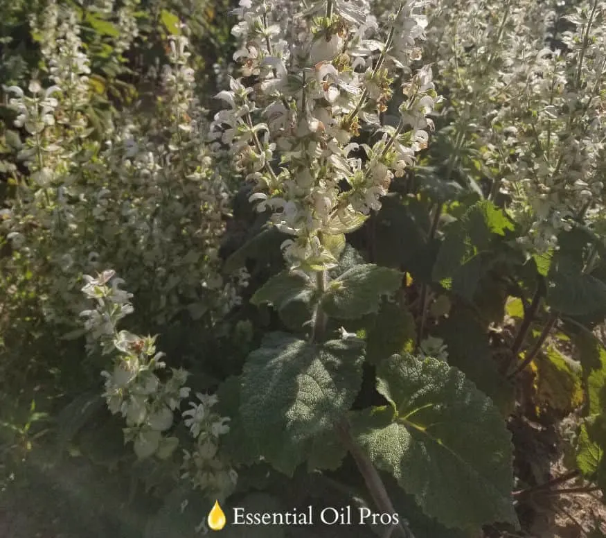 clary sage