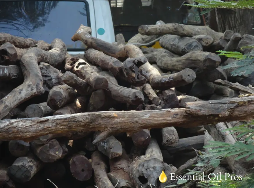 Sandalwood-Logs