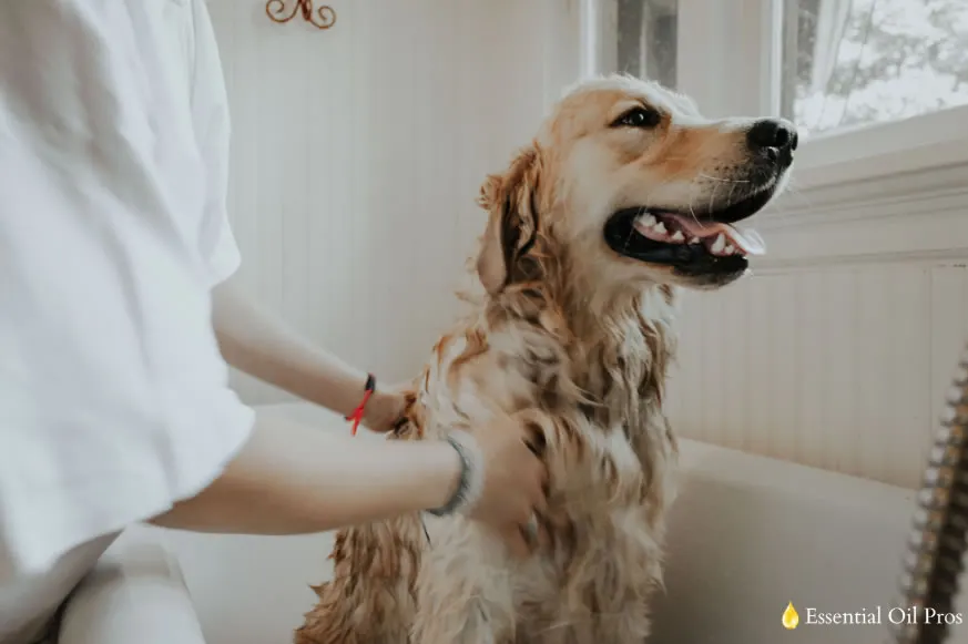 dog anxiety