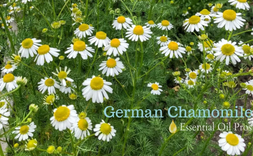 german chamomile