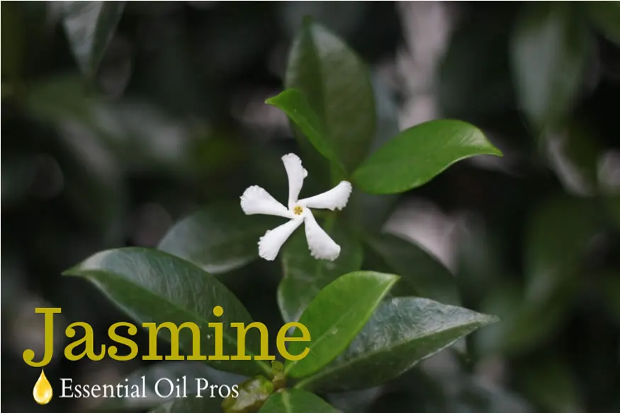jasmine