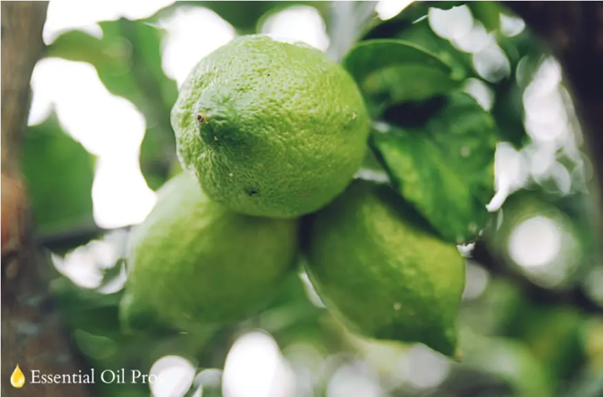 limes