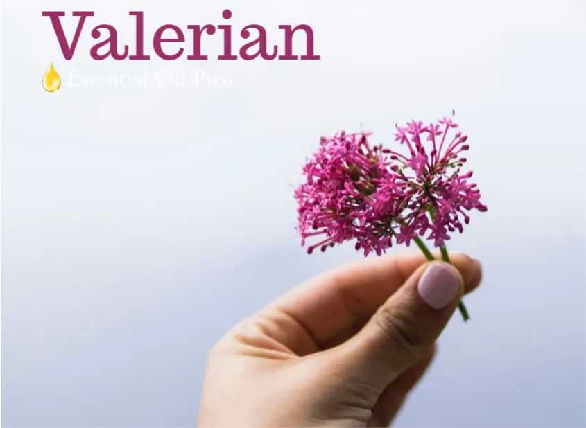 valerian