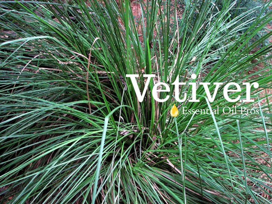 vetiver