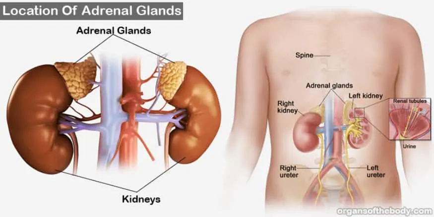 adrenal fatigue