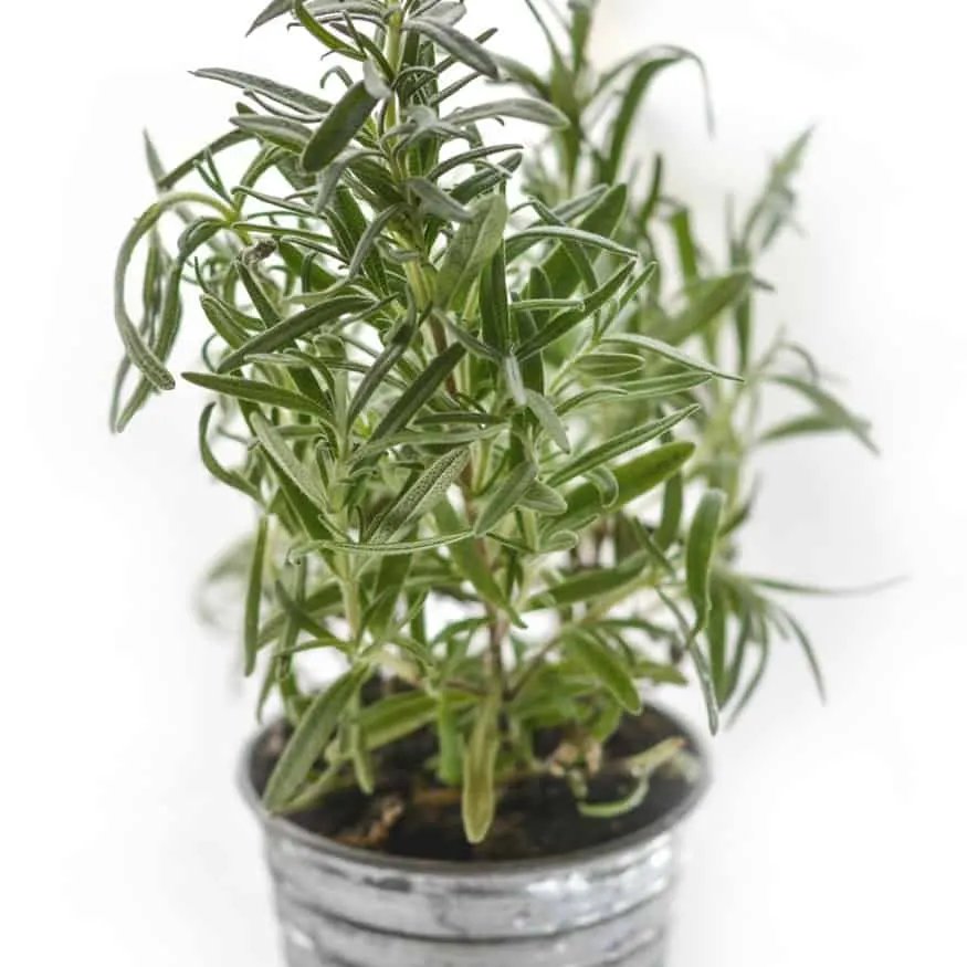 rosemary
