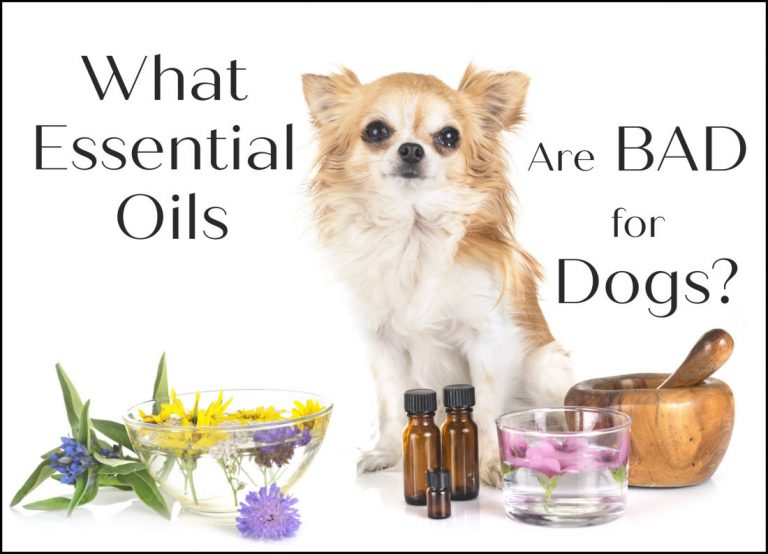 What Essential Oils Are Bad For Dogs? (And Which Are Safe)